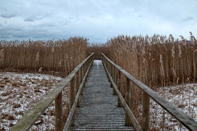 A wooden boardwalk stretches into a marshland filled with dry reeds under a cloudy sky, suggesting an approaching storm. Frosty conditions on the boardwalk emphasize the cold weather. This image can be used for nature blogs, outdoor adventure advertisements, and environmental conservation posters.