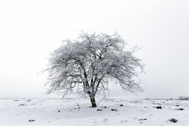 Single tree covered in frost standing in a snowy field with an overcast sky, ideal for use in winter-themed designs, seasonal promotions, holiday cards, or nature publications.