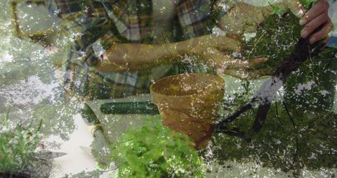 Dedicated Gardener Repotting Plant in Sunlit Environment