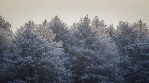 Swaying Snow-Covered Evergreen Treetops Bending Under Wind in Misty Winter Forest Footage