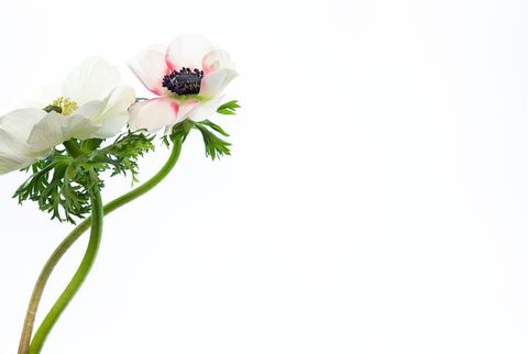 Elegant white anemones on clean white background