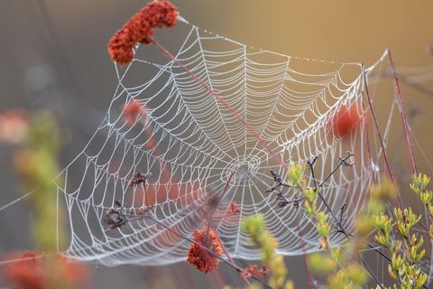Dew-kissed spider web draping wildflower stems in soft morning light