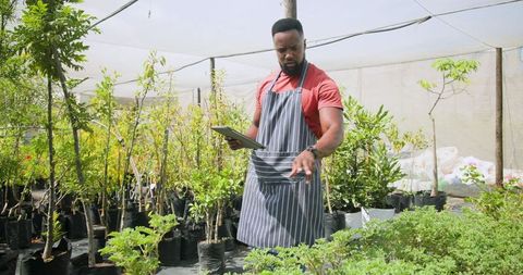 African American Horticulturist Using Tablet in Greenhouse for Plant Care