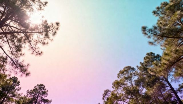 Pastel gradient sky framing pine and eucalyptus canopy with soft sun flare