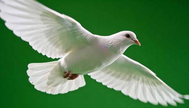 White dove soaring with outstretched wings on green backdrop close-up inflight