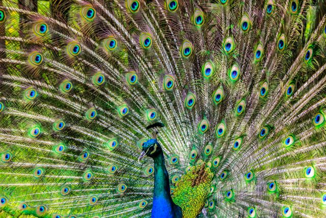 Peacock showcasing its vibrant plumage in full display, highlighting the intricate patterns and vibrant colors of its feathers. This captivating photo perfectly captures the elegance and beauty of nature, making it ideal for use in articles about wildlife, nature photography, and exotic birds. Great for use in educational materials, nature documentaries, and decorative prints.