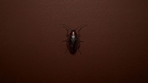 Macro view of brown cockroach on dark surface