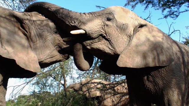 Two elephants interact with each other in a natural habitat. Ideal for nature-focused projects, animal behavior studies, wildlife conservation campaigns, and educational materials about elephants and safaris.