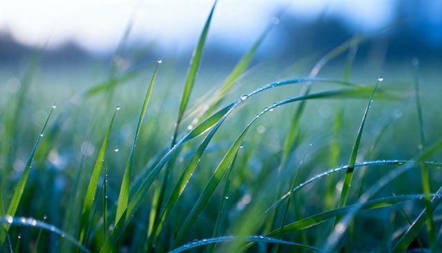 Glistening dew on green grass blades at dawn macro closeup with soft bokeh