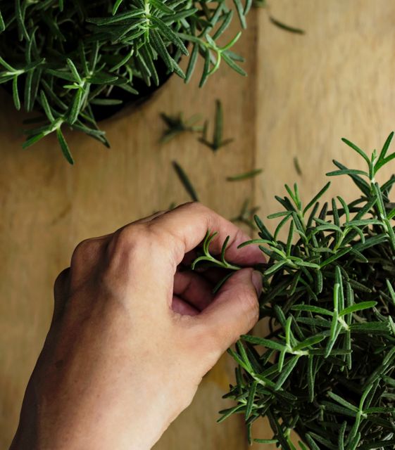 Person Hand Harvesting Fresh Rosemary Plant - Download Free Stock Images Pikwizard.com