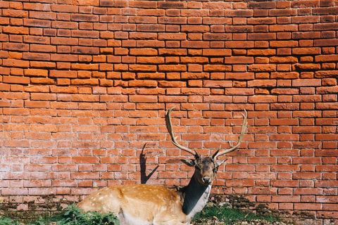 Stag Resting Against Red Brick Wall with Dramatic Antler Shadow and Urban Rustic Contrast