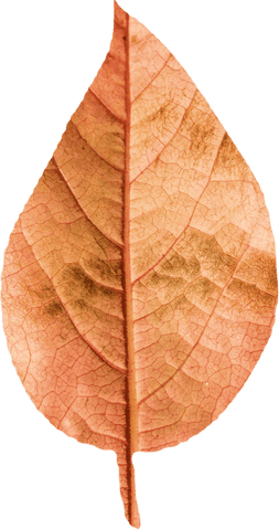 Close-Up Transparent Autumn Leaf Isolated on White Background - Download Free Stock Videos Pikwizard.com