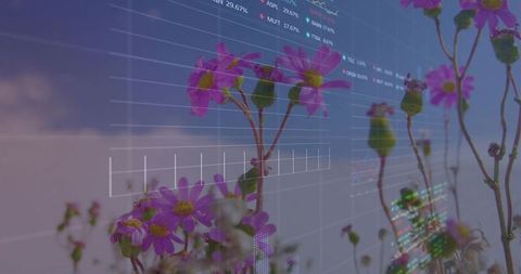 Magenta wildflowers blending with digital charts overlaying meadow gridlines