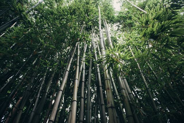 This serene image of tall, green bamboo plants reaching to the sky in a dense bamboo forest evokes feelings of calm and tranquility. It is perfect for use in environmental campaigns, wellness and relaxation themes, nature blogs, and websites focused on meditation and peaceful outdoor settings.