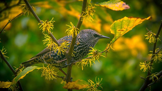Starling, known for distinctive speckled feathers, seen perching among bright yellow blossoms on branch. Ideal for nature and wildlife projects, ornithology studies, autumn-themed visuals, and bird-watching enthusiast materials.
