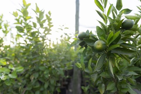 Backlit citrus nursery branch bearing unripe green oranges with glossy leaves