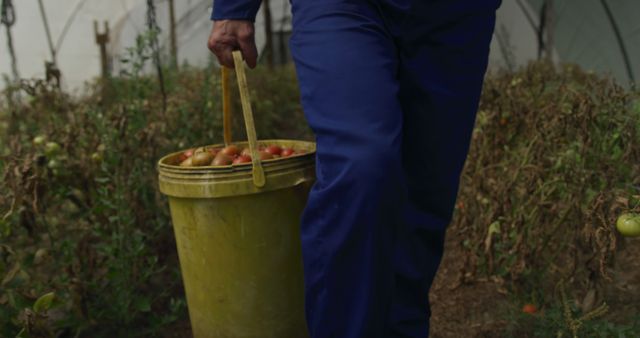 Person Carrying Bucket of Fresh Tomatoes in Garden - Download Free Stock Images Pikwizard.com