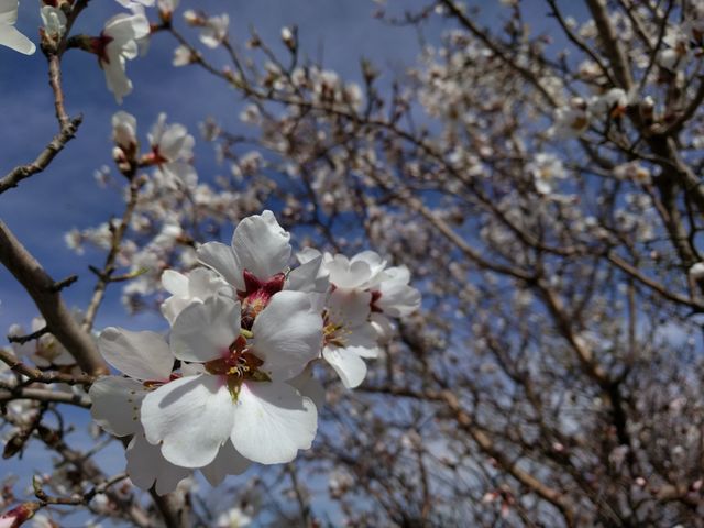 Close-up of white cherry blossom flowers with blurred background of blooming tree branches and clear blue sky. Perfect for use in nature-related articles, spring promotions, seasonal advertising, gardening blogs, or decorative wall art.