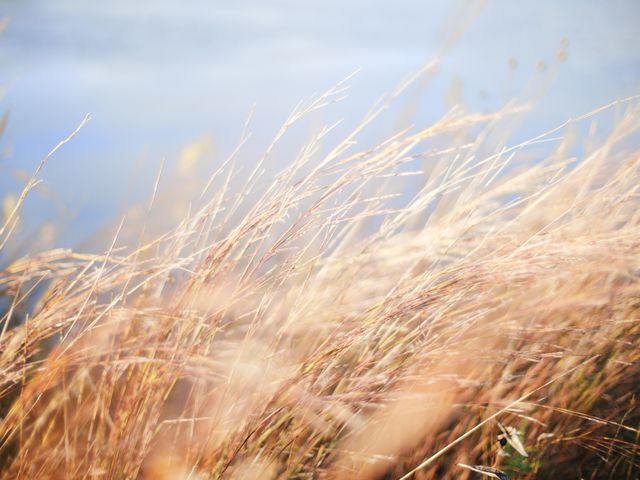 Field Wheat Grass - Download Free Stock Photos Pikwizard.com