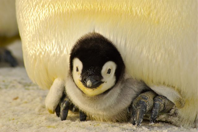Adorable penguin chick nestled under the protective warmth of its parent. Ideal for nature magazines, wildlife conservation campaigns, educational materials, and children's books about animals.