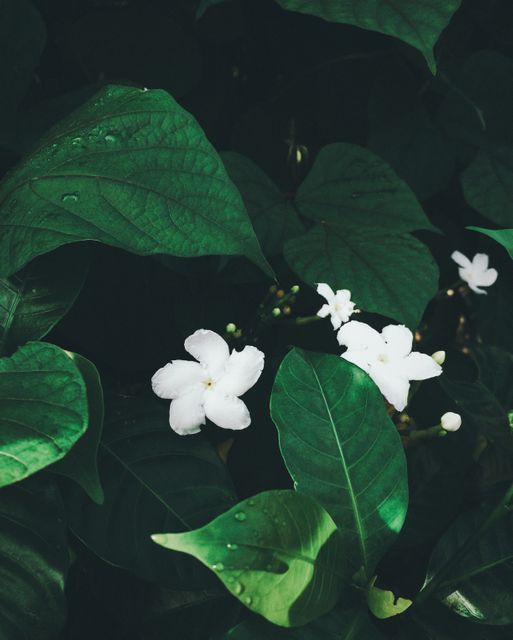 White Jasmine Flowers Blooming Amongst Green Leaves - Download Free Stock Images Pikwizard.com