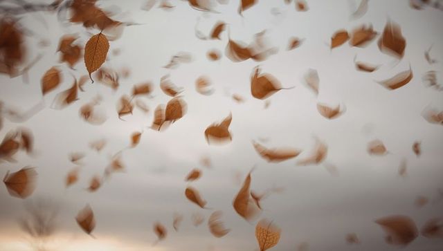 Swirling Brown Autumn Leaves in Breezy Overcast Sky