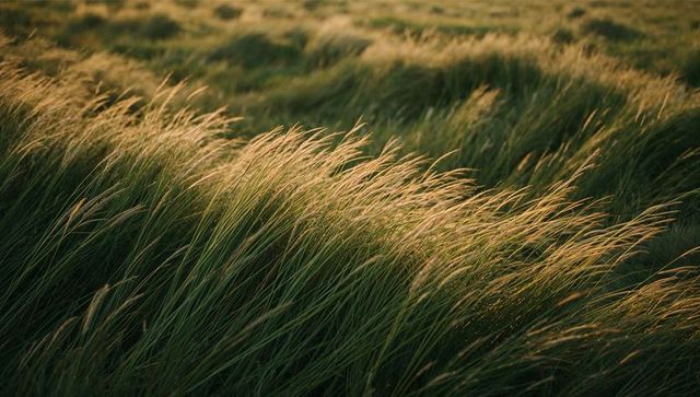 Golden backlit dune grasses swaying in warm sunset breeze with feathery seedheads
