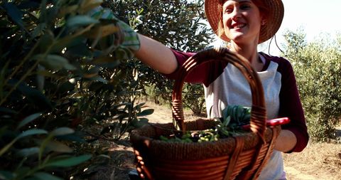 Smiling Woman Harvesting Olives in Sunny Orchard