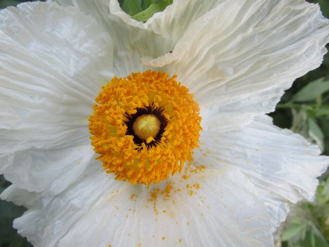 Colorful botanical close-up of Matilija poppy bloom shows detailed white petals and sunburst yellow center, great for floral calendars, garden blogs, nature educational posters, spring and summer greeting cards, botanical studies, and environmental projects.