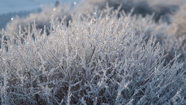 Glittering frost-covered shrubs catching morning light with delicate ice crystals