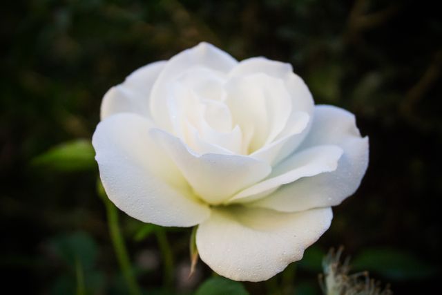 Close-up of a white rose in full bloom with soft, delicate petals. The flower is set against a blurred green background. Ideal for use in romantic, nature-themed, or floral design projects. Perfect for greeting cards, wallpapers, wedding invitations, and botanical studies.