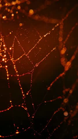Glowing Dew-Laden Spider Web Shimmering with Warm Bokeh Lights - Vertical Macro Video