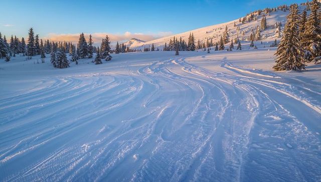Curved snow tracks sweeping across alpine meadow toward sunlit ridge and pine forest