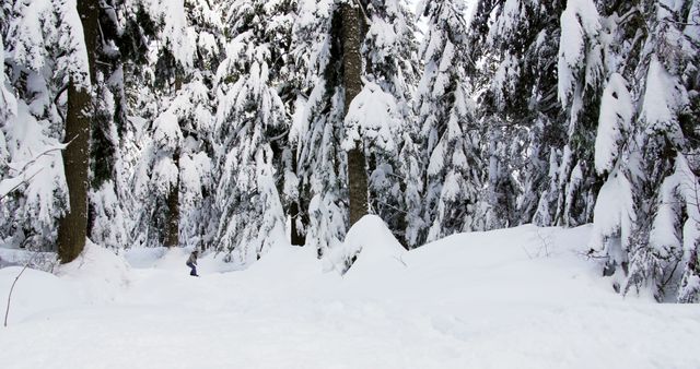 Snow-Covered Forest with Tall Trees in Winter Wonderland - Download Free Stock Images Pikwizard.com