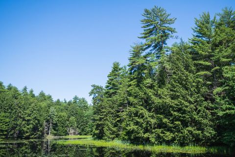 Tranquil forested lake in bright day