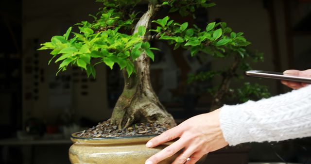 Caring for Bonsai Tree with Modern Technology in Home - Download Free Stock Images Pikwizard.com