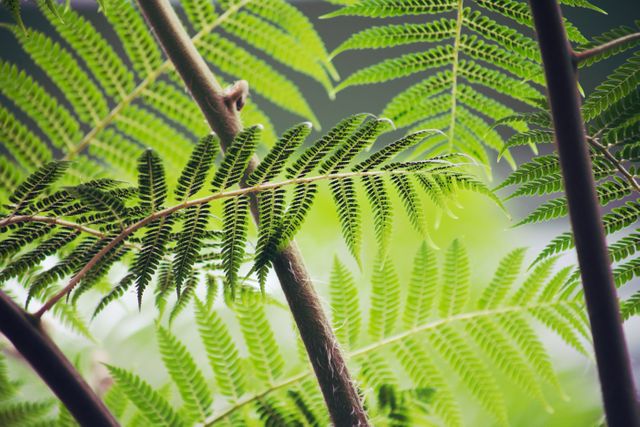 Close-up of vibrant green fern leaves in a natural environment. This can be used for nature-related content, botanical studies, or design projects that require lush, green foliage. Perfect for backgrounds, nature photography enthusiasts, or environmental campaigns.