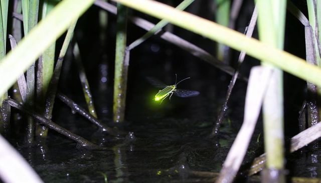 Glowing firefly hovering over marsh water among reed stems with neon green bioluminescence