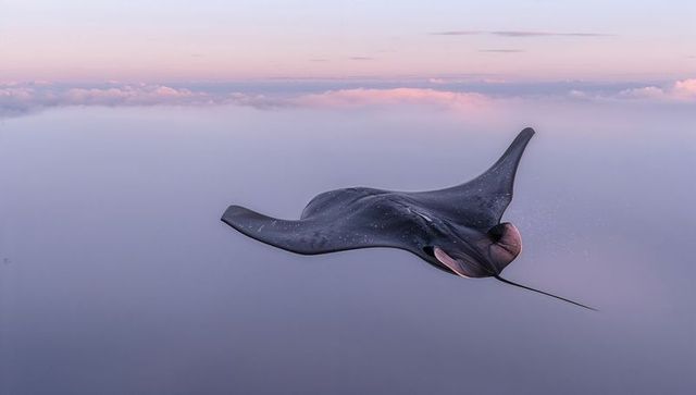Gliding manta-like creature soaring above pastel cloud deck at dawn with pink gills