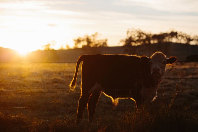 View of a cow in farm during sunrise. farming  and livestock concept