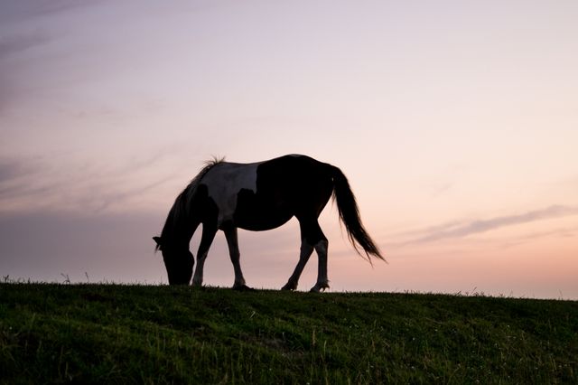 Peaceful scene featuring a silhouette of a grazing horse against a stunning sunset sky, ideal for projects related to nature, animals, tranquility, and countryside lifestyle. Perfect for use in websites, blogs, posters, or promotional materials discussing farming, wildlife, and outdoor activities.