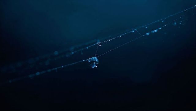 Moody macro of single dew droplet hanging on spider silk with deep blue bokeh