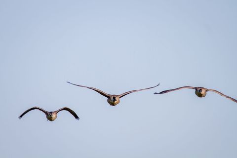 Flying canada geese forming loose v formation against clear blue sky