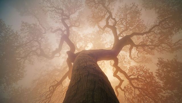 Ancient Tree Reaching Through Mystical Misty Canopy