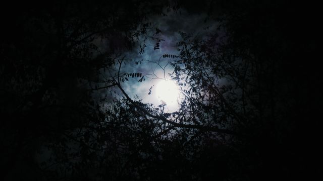 Mysterious Full Moon Through Silhouetted Tree Branches at Night - Download Free Stock Photos Pikwizard.com