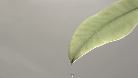 Water Droplets Gently Falling from Leaf in Slow Motion