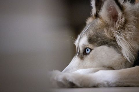 Siberian Husky Lying on Floor with a Pensive Stare
