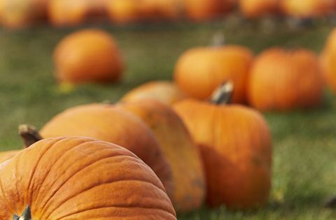 Autumn pumpkins lining grassy field for harvest display and halloween decorating