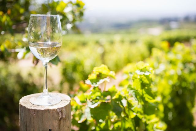 Glass of wine in vineyard - Download Free Stock Photos Pikwizard.com