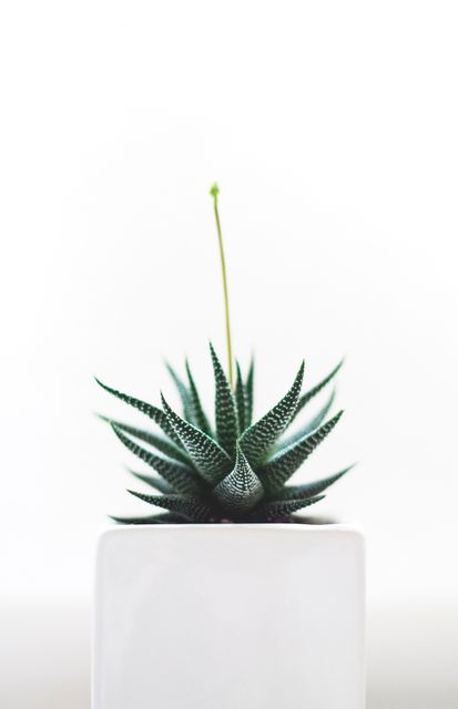 A close-up view of an aloe vera plant in a white pot against a plain white background. The composition emphasizes the plant's unique, spiky leaves and minimalist aesthetic. Perfect for use in articles or marketing materials on indoor gardening, minimalist home decor, or plant care tips.